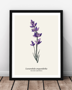 Plakat "Lawenda"