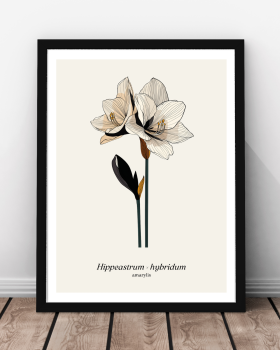 Plakat, Amarylis, kwiat
