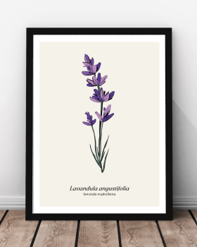 Plakat, Lawenda, kwiat