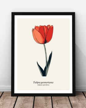 Plakat, Tulipan, kwiat